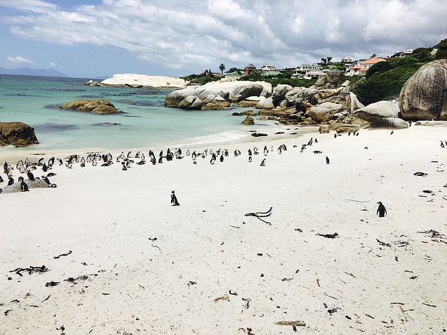 tučňáci v Africe